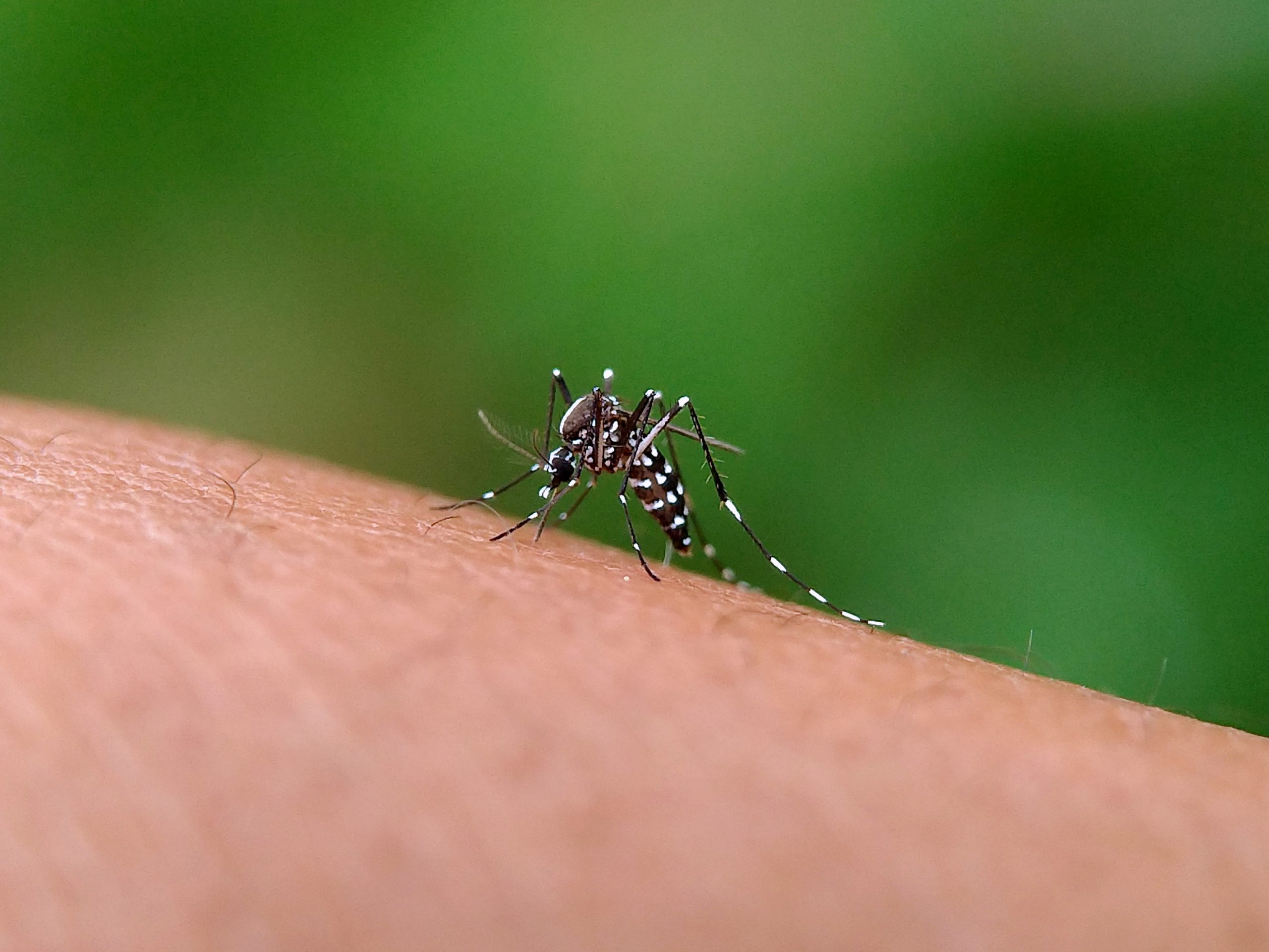 Campaña contra el Dengue